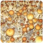 Псилоцибиновые (галлюциногенные)  грибы Psilocybin "Golden Teacher" в Костроме