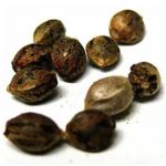 Семена марихуаны АК-47  (Seeds AK-47) в Костроме